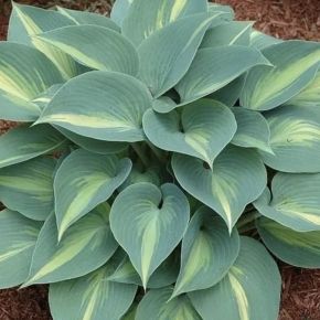 Hosta GRAND MARQUEE