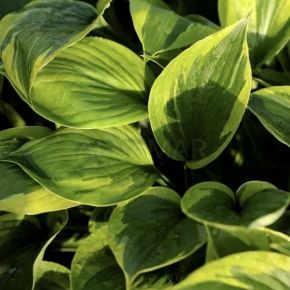 Hosta GREEN PATRIOT