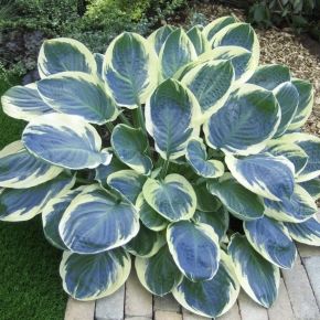 Hosta ORION S BELT
