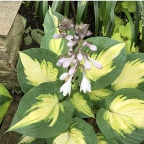 Hosta SMASH HIT