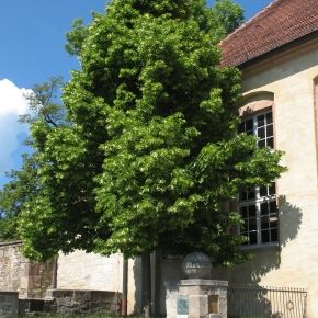 Lipa drobnolistna GREENSPIRE 