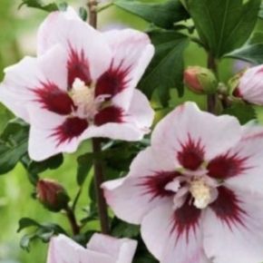 Hibiskus ketmia syryjska HAMABO