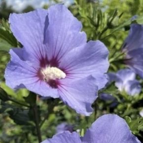 Hibiskus ketmia syryjska MARINA
