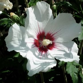 Hibiskus ketmia syryjska RED HEART