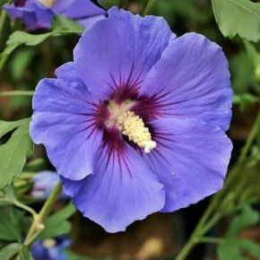 Hibiskus ketmia syryjska OISEAU BLEU