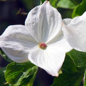 Dereń kousa EDDIE'S WHITE WONDER