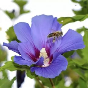 Hibiskus ketmia syryjska OISEAU BLEU