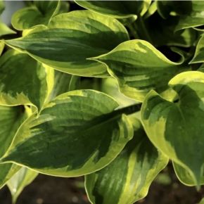 Hosta GREEN PATRIOT