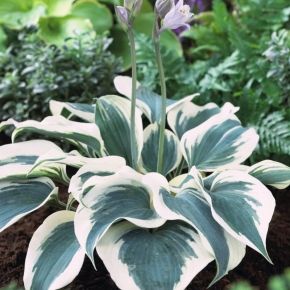 Funkia BLUE IVORY