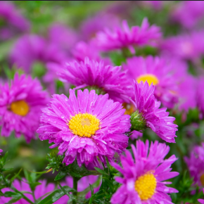 Aster JENNY