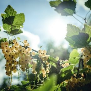 Porzeczka Biała Z JUTERBOG  na Pniu DONICA