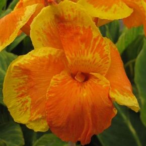 Kanna TROPICANA GOLD