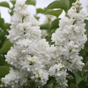 Lilak pospolity MADAME LEMOINE C5