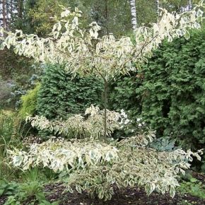 Dereń Pagodowy CONTROVERSA VARIEGATA