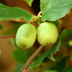 Kiwi ZAKARPACKIE 