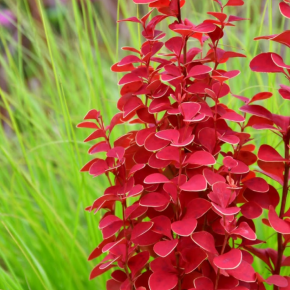 Berberys Thunberga ELECTRIC LOVE