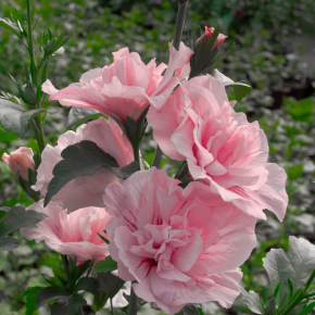 Hibiscus syryjski 'PINK CHIFFON ' na pniu