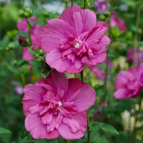 Hibiscus syriacus 'MAGENTA CHIFFON' na pniu 