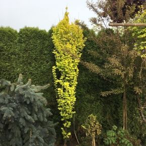 Wiąz holenderski WREDEI na PNIU 90-120 cm