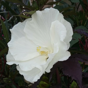 Hibiskus bylinowy CAROUSEL GHOST