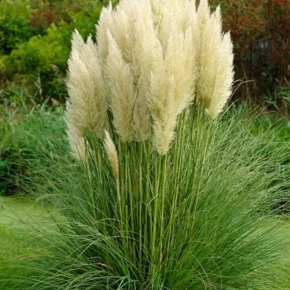 Trawa PAMPASOWA  PUMILA 120-140 cm