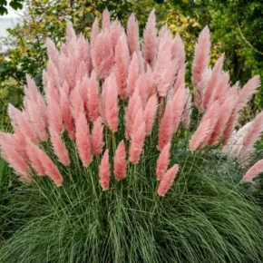 Trawa PAMPASOWA ROSEA 120-140 cm