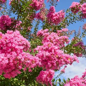 Lagerstroemia TOURNNE