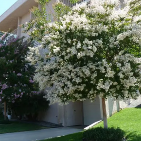 Lagerstroemia BRANCA