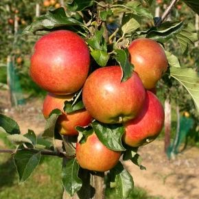Jabłoń FANTAZJA