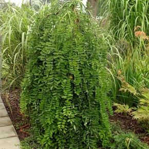 Sofora chińska Pendula , Perełkowiec japoński 80-130 cm 