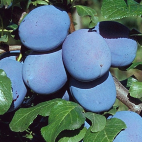 Śliwa TOPHIT
