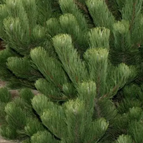 Sosna czarna OREGON GREEN C5