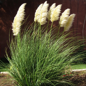 Kortaderia PUMILA