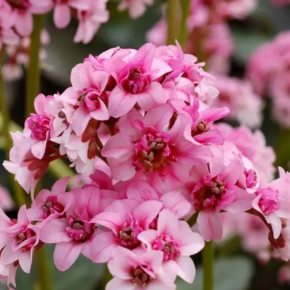 Bergenia DRAGONFLY SAKURA