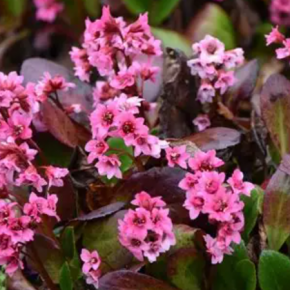 Bergenia FLIRT 