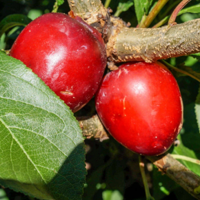 Śliwa FORMOSA
