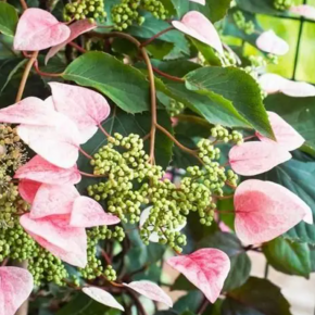 Przywarka wielkolistna ROSE SENSATION