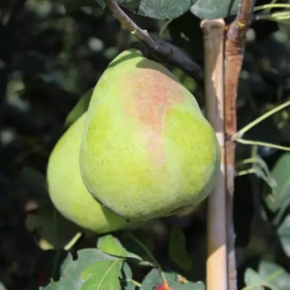 Grusza kolumnowa OBELISK