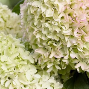 Hortensja bukietowa LITTLE FRESCO