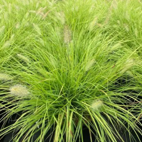 Rozplenica japońska LUMEN GOLD