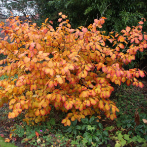 Oczar pośredni FEUERZAUBER