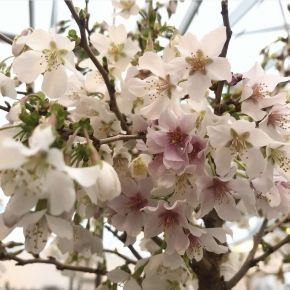 Wiśnia wczesna ozdobna KOJOU NO MAI na PNIU