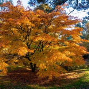Klon palmowy ORANGE DREAM