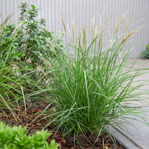 Miskant chiński MISS MINI 