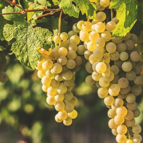 Winogrono CHARDONNAY
