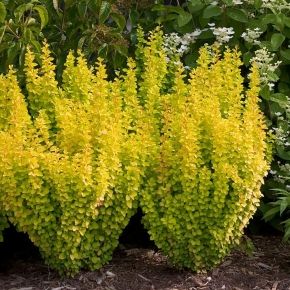 Berberys Thunberga GOLDEN ROCKET 