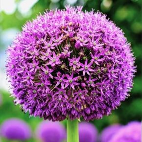 Czosnek LUCKY BALLOONS