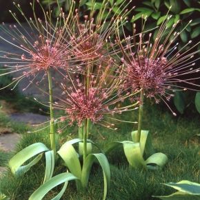 Czosnek SCHUBERTII .