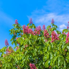 Kasztanowiec czerwony BRIOTII 100-120 cm