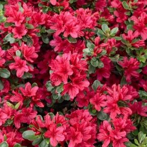 Azalia japońska HINO CRIMSON C4